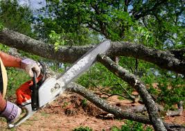 Rome, NY Tree Removal and Landscaping Services Company